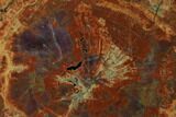 Vibrant Petrified Wood (Araucarioxylon) Round - Arizona #149908-1